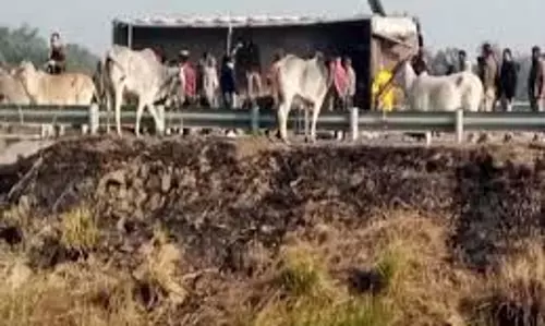 Up News: अनियंत्रित होकर पलटा जानवरों से भरा ट्रक, 15 भैंसों की मौत Up News: अनियंत्रित होकर पलटा जानवरों से भरा ट्रक, 15 भैंसों की मौत
