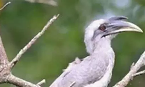 Tamil Nadu : इंडियन ग्रे वार्बलर को तिरुपत्तूर जिला पक्षी घोषित किया गया