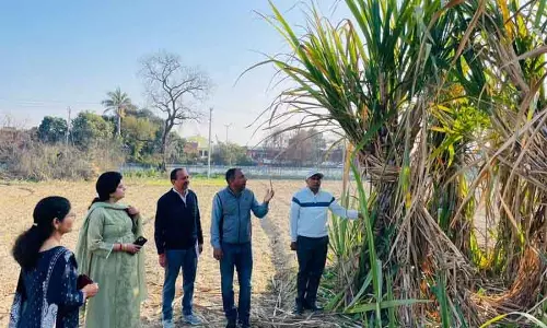 Karnal मिल ने गन्ने के उन्नत बीजों की खोज तेज की