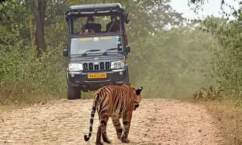 Karnataka : नागरहोल टाइगर रिजर्व में सफारी ऑपरेशन को धीरे-धीरे फिर से शुरू करने का फैसला किया Karnataka : नागरहोल टाइगर रिजर्व में सफारी ऑपरेशन को धीरे-धीरे फिर से शुरू करने का फैसला किया