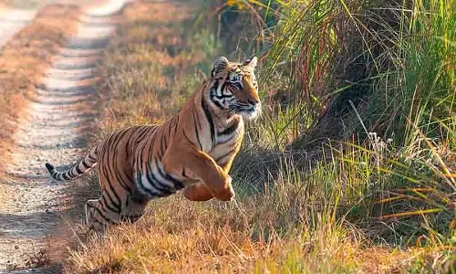 Bandipur-नागरहोल सफारी फिर से शुरू: सख्त पाबंदियों के साथ परमिशन, GPA ट्रैकिंग ज़रूरी Bandipur-नागरहोल सफारी फिर से शुरू: सख्त पाबंदियों के साथ परमिशन, GPA ट्रैकिंग ज़रूरी