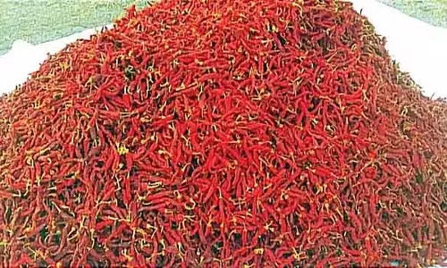 Byadgi मिर्च रिकॉर्ड कीमत पर बिकी: कीमत 90,000 रुपये प्रति क्विंटल तक पहुंची Byadgi मिर्च रिकॉर्ड कीमत पर बिकी: कीमत 90,000 रुपये प्रति क्विंटल तक पहुंची