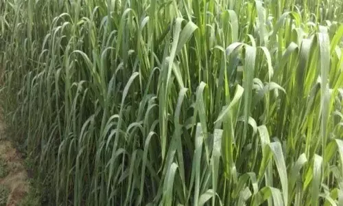 PAU की 3 नई ओट किस्मों को राष्ट्रीय स्तर पर पहचान मिली PAU की 3 नई ओट किस्मों को राष्ट्रीय स्तर पर पहचान मिली