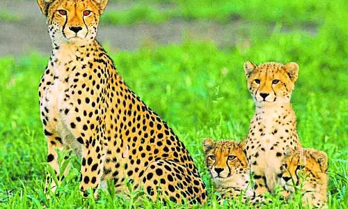 African चीता को बन्नेरघट्टा लाया जाएगा: अप्रैल में आम लोगों के देखने के लिए उपलब्ध होगा
