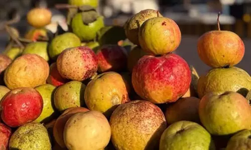 सेबिया अमरूद : इम्युनिटी बढ़ाकर पाचन तंत्र को मजबूत करने में सहायक