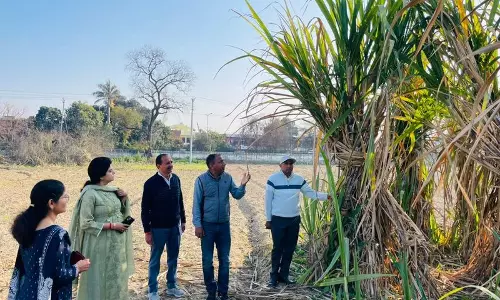 Karnal  मिल ने गन्ने के उन्नत बीजों की खोज तेज कर दी है