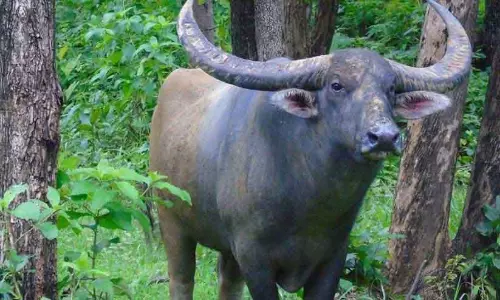 Kerala : आबादी वाले इलाकों में जंगली भैंसे, डर के साये में देश Kerala : आबादी वाले इलाकों में जंगली भैंसे, डर के साये में देश