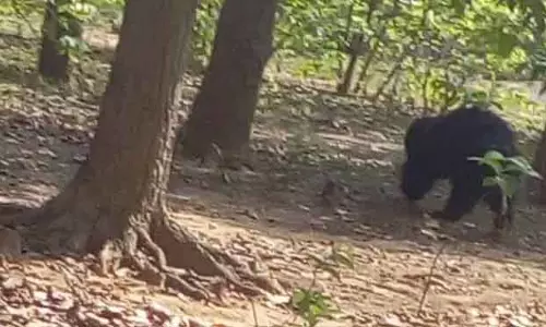 Odisha के जंगल में महिला ने कुल्हाड़ी से जंगली भालू से लड़ाई की, पति को बचाया Odisha के जंगल में महिला ने कुल्हाड़ी से जंगली भालू से लड़ाई की, पति को बचाया