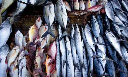 Kerala : मछली खाने से मौत,मछली बाज़ारों में जांच Kerala : मछली खाने से मौत,मछली बाज़ारों में जांच