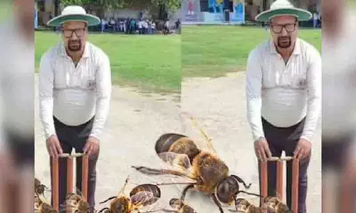 मधुमक्खियों के हमले में Cricket umpire की मौत, 20 खिलाड़ी घायल मधुमक्खियों के हमले में Cricket umpire की मौत, 20 खिलाड़ी घायल