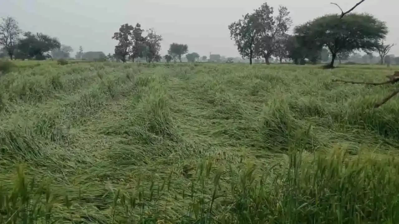 Ujjain: बारिश-आंधी से गेहूं की फसल बर्बाद, उत्पादन पर असर