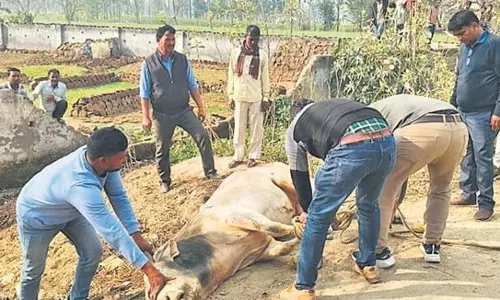Bareilly: हमलावर सांड को पकड़कर गोशाला भेजा Bareilly: हमलावर सांड को पकड़कर गोशाला भेजा
