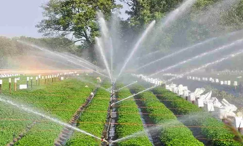 Chandigarh: हरियाणा में सूक्ष्म सिंचाई योजना को मिली मंजूरी Chandigarh: हरियाणा में सूक्ष्म सिंचाई योजना को मिली मंजूरी