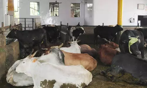 अमृतसर के मुख्य शहरी इलाकों की डेयरियों को ही शिफ्ट किया जाएगा: Officials