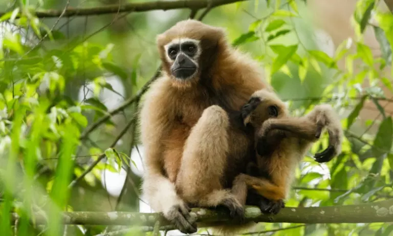 Assam: करंट लगने से endangered प्राइमेट की मौत, स्थानीय चिंता बढ़ी Assam: करंट लगने से endangered प्राइमेट की मौत, स्थानीय चिंता बढ़ी