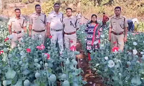 Sundargarh में 42 लाख रुपये की अफीम की खेती नष्ट