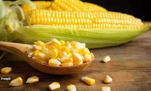अगर डायबिटीज वाले लोग sweet corn खाएं तो क्या होगा? अगर डायबिटीज वाले लोग sweet corn खाएं तो क्या होगा?