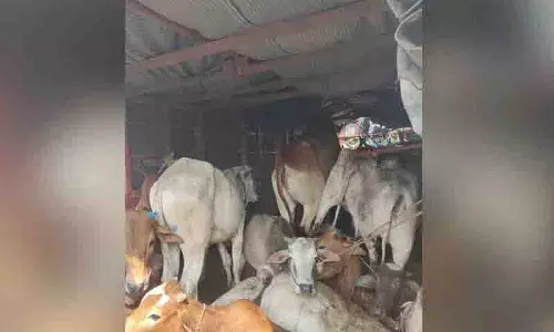 Jainur पुलिस ने अवैध पशु तस्करी रोकी