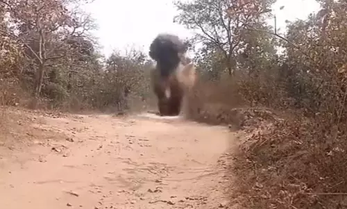 CG BREAKING: ईलमिडी में 2 IED बरामद, नक्सलियों की साजिश नाकाम