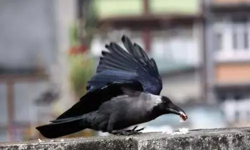 Bihar: भागलपुर में कौवे मृत पाए गए, बर्ड फ्लू की आशंका