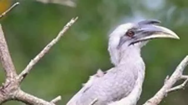 Tamil Nadu : इंडियन ग्रे वार्बलर को तिरुपत्तूर जिला पक्षी घोषित किया गया Tamil Nadu : इंडियन ग्रे वार्बलर को तिरुपत्तूर जिला पक्षी घोषित किया गया