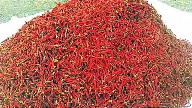Byadgi मिर्च रिकॉर्ड कीमत पर बिकी: कीमत 90,000 रुपये प्रति क्विंटल तक पहुंची Byadgi मिर्च रिकॉर्ड कीमत पर बिकी: कीमत 90,000 रुपये प्रति क्विंटल तक पहुंची