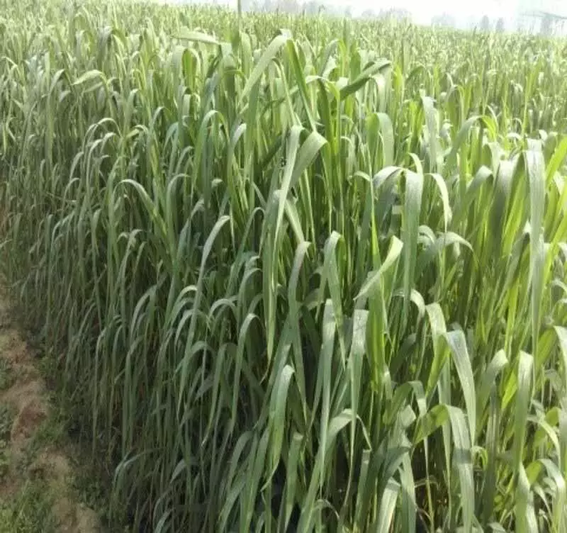 PAU की 3 नई ओट किस्मों को राष्ट्रीय स्तर पर पहचान मिली PAU की 3 नई ओट किस्मों को राष्ट्रीय स्तर पर पहचान मिली