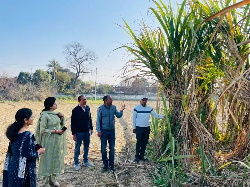 Karnal मिल ने गन्ने के उन्नत बीजों की खोज तेज कर दी है Karnal मिल ने गन्ने के उन्नत बीजों की खोज तेज कर दी है
