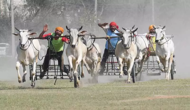 Ludhiana: किला रायपुर गेम्स के दूसरे दिन भी दर्शकों की भीड़ उमड़ी Ludhiana: किला रायपुर गेम्स के दूसरे दिन भी दर्शकों की भीड़ उमड़ी