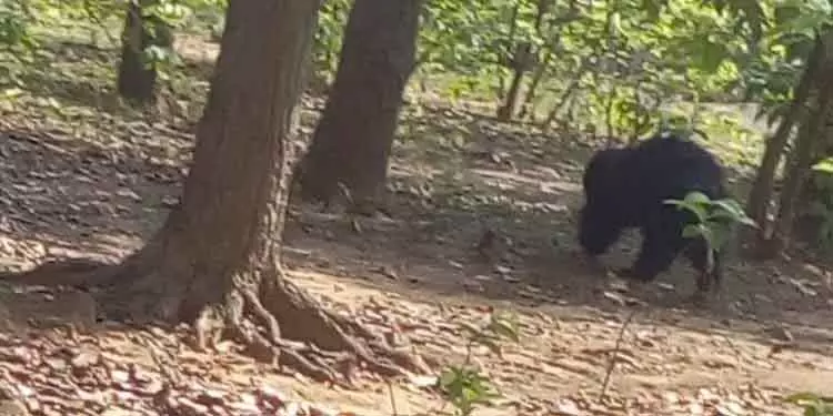 Odisha के जंगल में महिला ने कुल्हाड़ी से जंगली भालू से लड़ाई की, पति को बचाया Odisha के जंगल में महिला ने कुल्हाड़ी से जंगली भालू से लड़ाई की, पति को बचाया