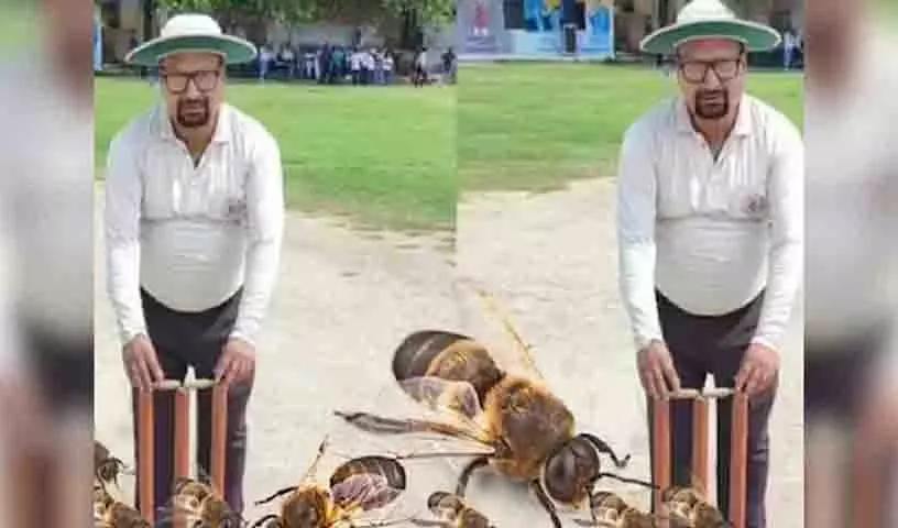 मधुमक्खियों के हमले में Cricket umpire की मौत, 20 खिलाड़ी घायल मधुमक्खियों के हमले में Cricket umpire की मौत, 20 खिलाड़ी घायल