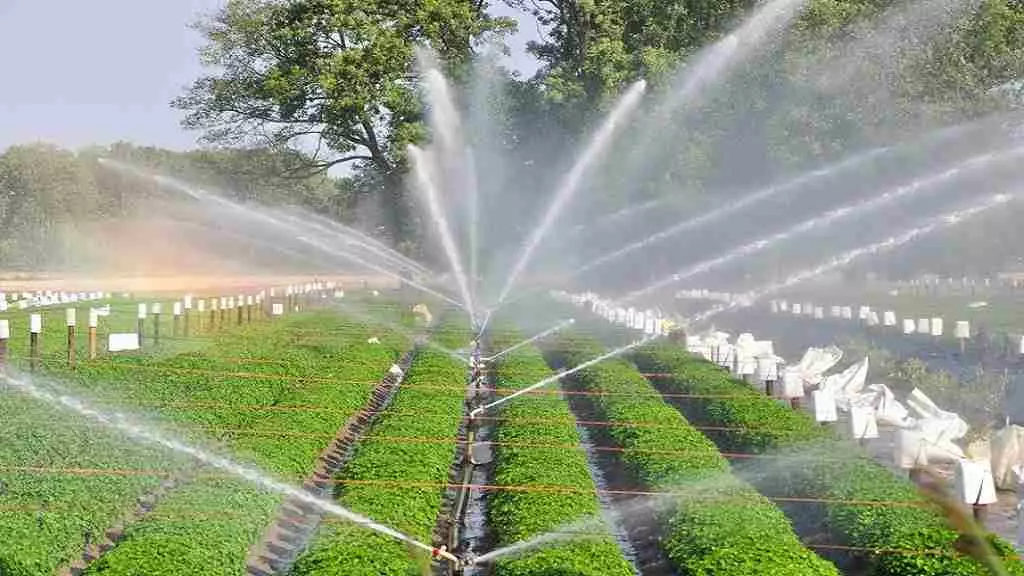Chandigarh: हरियाणा में सूक्ष्म सिंचाई योजना को मिली मंजूरी Chandigarh: हरियाणा में सूक्ष्म सिंचाई योजना को मिली मंजूरी