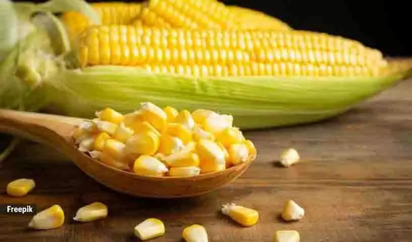 अगर डायबिटीज वाले लोग sweet corn खाएं तो क्या होगा? अगर डायबिटीज वाले लोग sweet corn खाएं तो क्या होगा?