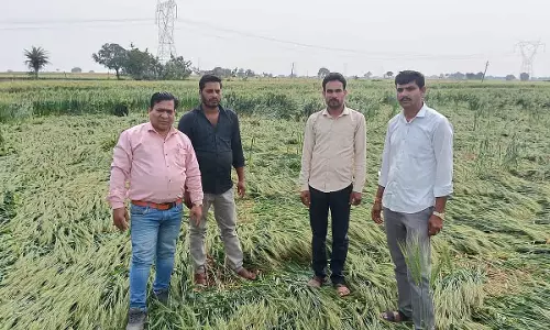 बेमौसम बारिश से गेहूं की फसल को नुकसान; MP शंकर लालवानी ने किया खेत का निरीक्षण बेमौसम बारिश से गेहूं की फसल को नुकसान; MP शंकर लालवानी ने किया खेत का निरीक्षण