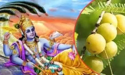 Amalaki Ekadashi: हजार गायों के दान के बराबर पुण्यफल चाहते हैं तो आमलकी एकादशी पर करें ये काम