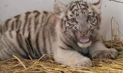 Chhatbir Zoo ने बाघिन गौरी से पैदा हुए 3 मादा शावकों का नाम रखा Chhatbir Zoo ने बाघिन गौरी से पैदा हुए 3 मादा शावकों का नाम रखा