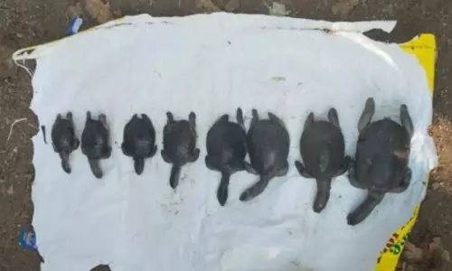महामाया मंदिर परिसर के तालाब में फिर कछुओं की मौत महामाया मंदिर परिसर के तालाब में फिर कछुओं की मौत