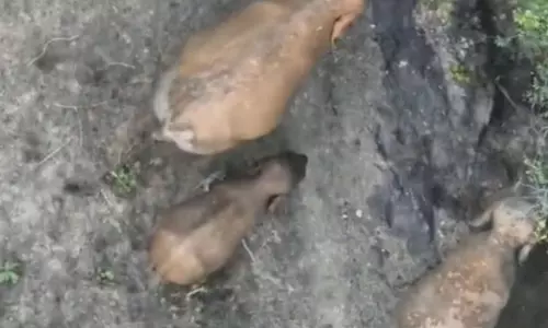 हाथी ने दो शावक को दिया जन्म, रायगढ़ इलाके में कर रहे विचरण