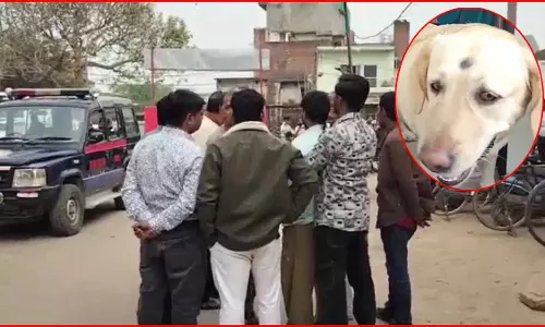 OMG! टूट गई शादी, कुत्ते को लेकर सारा मामला शुरू हुआ