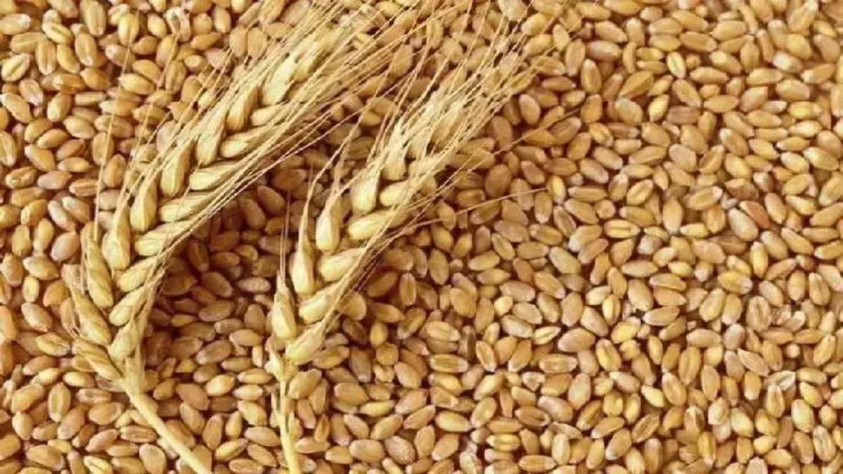 Farrukhabad: गेहूं का समर्थन मूल्य 2585 रुपये घोषित, खरीद एक मार्च से Farrukhabad: गेहूं का समर्थन मूल्य 2585 रुपये घोषित, खरीद एक मार्च से
