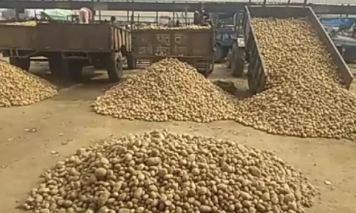 Farrukhabad: सातनपुर मंडी में आलू के भाव स्थिर, 125 मोटर की आवक