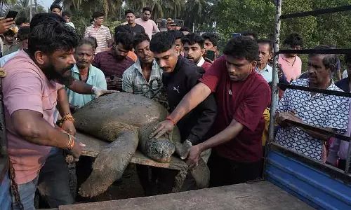 Karwar : 130 kg का हरा समुद्री कछुआ बचाया गया Karwar : 130 kg का हरा समुद्री कछुआ बचाया गया