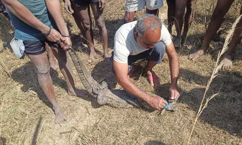 मगरमच्छ का सुरक्षित रेस्क्यू, जंगल सफारी में मिला नया आश्रय मगरमच्छ का सुरक्षित रेस्क्यू, जंगल सफारी में मिला नया आश्रय