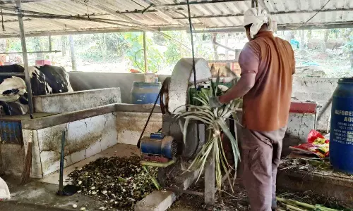 Kerala : डेयरी किसान अनानास के पत्तों को मौसमी चारे में बदल रहे है Kerala : डेयरी किसान अनानास के पत्तों को मौसमी चारे में बदल रहे है