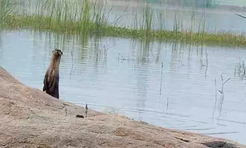 Dharmapuram गांव के तालाब में पानी में रहने वाला कुत्ता देखा गया Dharmapuram गांव के तालाब में पानी में रहने वाला कुत्ता देखा गया