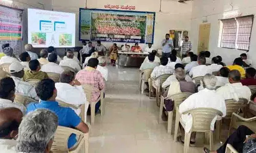 धान के किसान अब अपना ध्यान Oil Palm की खेती की ओर लगा रहे धान के किसान अब अपना ध्यान Oil Palm की खेती की ओर लगा रहे