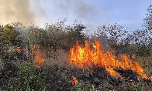 Sulekere पहाड़ी में आग; कीमती जंगल के संसाधनों का नुकसान Sulekere पहाड़ी में आग; कीमती जंगल के संसाधनों का नुकसान