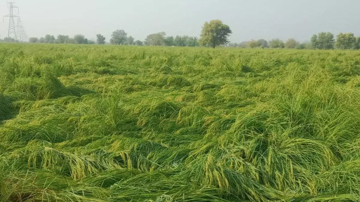 Bhiwani: ओले और बारिश से बचीं फसलें, भिवानी के किसान हुए खुश Bhiwani: ओले और बारिश से बचीं फसलें, भिवानी के किसान हुए खुश