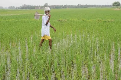 Panipat: हरियाणा में अनुसूचित जाति के किसानों के लिए सब्सिडी का मौका Panipat: हरियाणा में अनुसूचित जाति के किसानों के लिए सब्सिडी का मौका