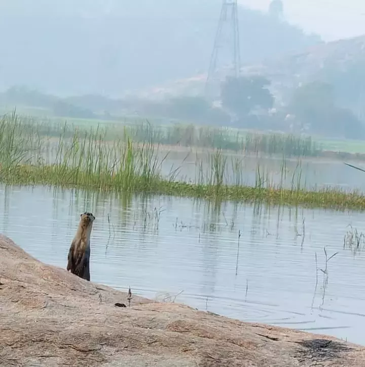 पेनफाड़ मंडल के Madiramakka चेरुवु में चिकने कोट वाले ऊदबिलाव देखे गए